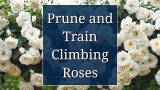 Prune and Train Climbing Roses
