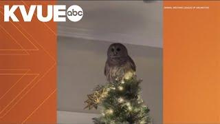 Owl lands atop family's Christmas tree in Virginia