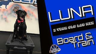 2yr Lab Mix (Luna) | Philadelphia Dog Trainers | Off Leash K9 Training, Philly