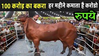 100 करोड़ का बकरा हर महीने कमा लेता है लाखो रुपये | Biggest Goat In The World | Most Expensive Bakra