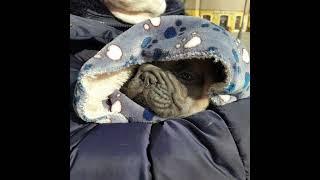 Марс Марсель французский бульдог #булочка #французский #щенок #марсель