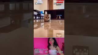  ️  #cats #reaction #cute #tiktok #reaction