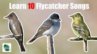 Learn 10 Common Flycatcher Songs and Calls (Eastern North America)