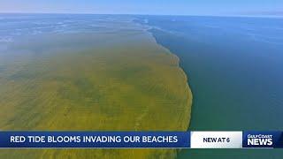 100-plus square mile red tide bloom moves closer to Gulf Coast