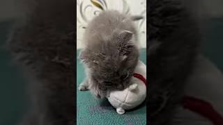 #cat #досымжан #freefire #new #youtubeshorts #adaes #admin #адаес #areke #azam #bts #gaming #кошки