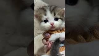 Moments That Will Melt Your Heart #kittens #cute #shorts