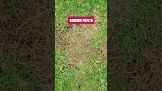 Get Control of Brown Patch in Your Lawn with Patch Pro Fungicide!