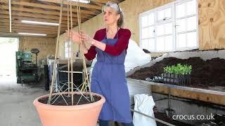 How to grow sweet peas