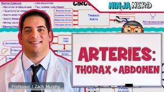 Circulatory System | Arteries of the Thorax & Abdomen | Flow Chart