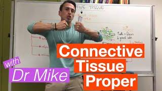 Connective Tissue Proper