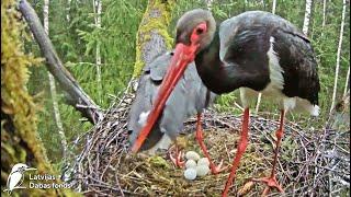 Melnais stārķis~ Sensation! Urga laid her 5th egg~5:48 am 2024/04/265