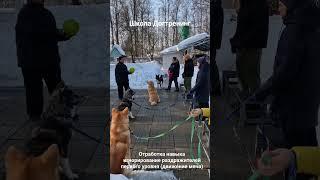 #Dogtrening #Догтренинг #дрессировкасобаки