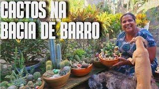 BACIA DE CACTOS: DICAS DE COMO FAZER UM MINI JARDIM DE CACTOS | DICAS DE CULTIVO