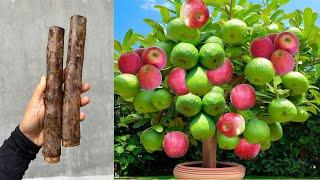 Guava cuttings technique produces two unique types of fruit