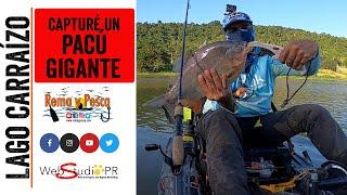 ¡UOO, Capturé Pacú Gigante en el Embalse Carraízo! Pesca en Kayak, Puerto Rico