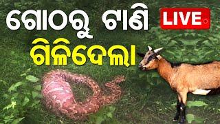 Live | ଗୋଠରୁ ଟାଣି ଗିଳିଦେଲା | Python Swallowing A Whole Goat | OTV Live | Odisha TV | OTV