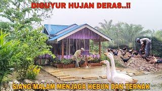 DIGUYUR HUJAN DERAS..!! SIANG MALAM MENJAGA KEBUN DAN PETERNAKAN