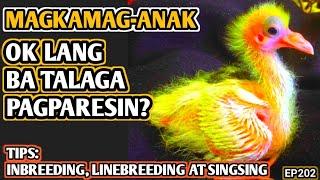 BREEDING TIPS: PWEDE BANG PAGPARESIN MAGKAMAG ANAK NA KALAPATI? | INBREED LINEBREED SINGSING