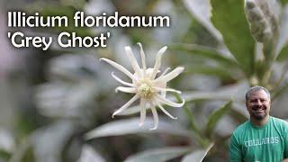 Illicium floridanum 'Grey Ghost'