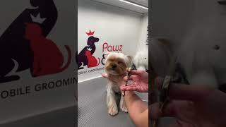 ️ no stress #mobilegrooming #dogs #yorkie #yorkiepuppy #grooming #doggrooming #mobilegroomer