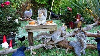 Cat TV  Birds, Squirrels & Christmas Elves in the Garden ️ Birds for Cats to Watch 4K HDR