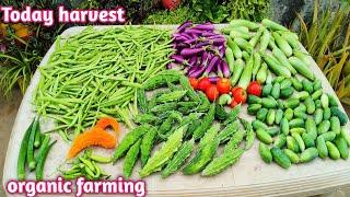 Unbelievable Organic Garden Harvest, This is what |Harvested Today!