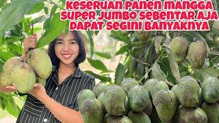 KESERUAN PANEN MANGGA SUPER JUMBO DAPAT SATU TAS FULL‼️