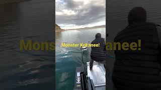 You Can’t Believe this Kokanee Salmon!