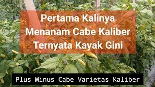 Review Cabe Varietas Kaliber, Kelebihan dan Kekurangannya