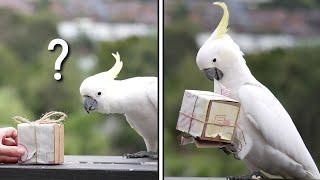 Making Christmas presents for WILD Cockatoos