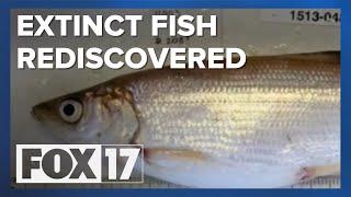 Researchers 'rediscover' fish species once believed extinct in Lake Superior