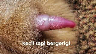 Cewek pasti puas!! penampakan punya Kucing yang Bergerigi