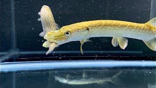 Northern Pike eats live Trout