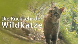 Die Rückkehr der Wildkatze | ganze Dokumentation | Naturfilm | deutsch