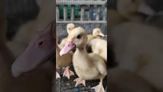 Cute Baby Ducks #shortvideo #cutebaby #fyp #memes #animals