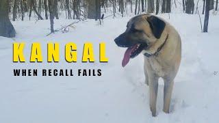 When Kangal Recall Fails (And What To Look Out For) | Turkish Kangal Dog | Ash The Kangal