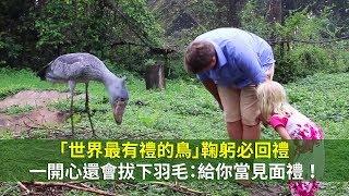 「世界最有禮的鳥」鞠躬必回禮　一開心還會拔下羽毛：給你當見面禮！