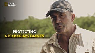 Tarpon Jungle Quest | Last Of The Giants: Wild Fish | हिंदी | Full Episode | S2 - E5 | Nat Geo