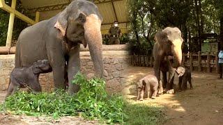 Adorable Twin baby Elephants fascinate the people with their cute gestures