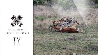 Worldclass sighting of leopardess taking down antelope- Virtual Safari #142