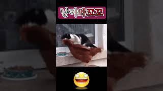 냥이와꼬꼬   나한테 맞아볼래.. The Cat and the Chicken