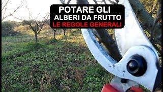 POTATURA ALBERI DA FRUTTO, VEDIAMO LE REGOLE GENERALI PER POTARE