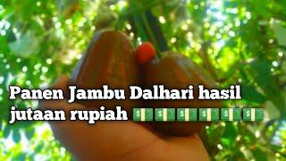 Jutaan rupiah dari jambu air DALHARI di MANDIRI FARM KALIOSO