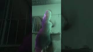 dança mais linda