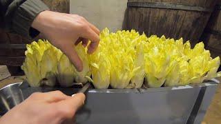 Zoom sur la culture de l'endive à la maison. Ce n’est pas la taille qui compte, c’est le goût !