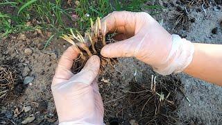 韭菜分根繁殖一年跟踪回顾  种植心得分享