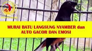 MURAI BATU Langsung NYAMBER dan AUTO GACOR LANGSUNG EMOSI