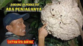 SUPER BIG NEST..!! DIJAGA SUPER KETAT.. TERNYATA TAWON INI TIDAK TIDUR @jaytawonpetualang