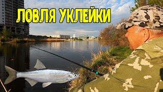 Ловля уклейки в весенний период.Засолка уклейки.