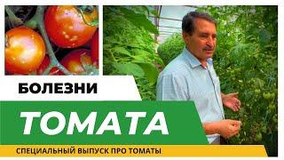 БОЛЕЗНИ ТОМАТОВ! #болезнитоматов #фитофтороз #томаты #мучнистаяроса #вершиннаягнильтоматов